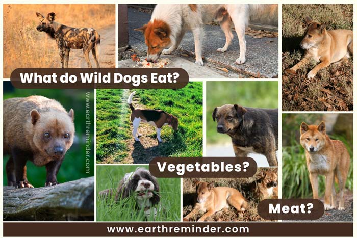 Best Foods For African Dog Best Foods For African Dog