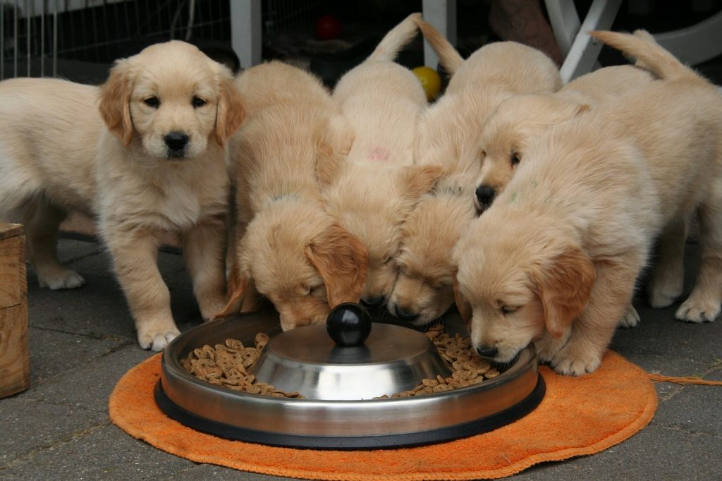 Best Foods For African Dog Best Foods For African Dog